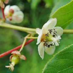 Flower and leaves of the baby kiwi berry fruit (actinidia arguta) growing on the vine