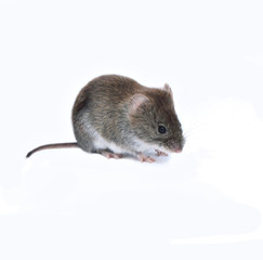 Little brown mouse isolated