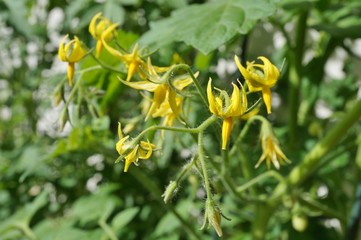 Fototapeta na wymiar Yellow tomato flowers growing on the vine