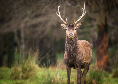 Red deer stag standing in a rainy field