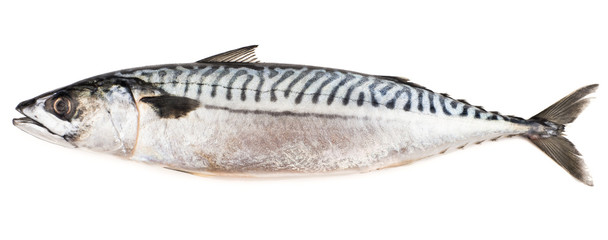 Whole Atlantic mackerel (Scomber scombrus) fish isolated on a wh