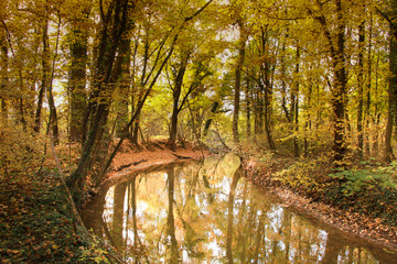 Bachlandschaft im Wald