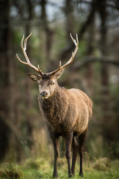 Fototapeta Red deer stag in a forest clearing