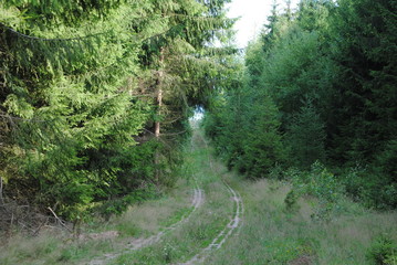 ehemaliger Grenzweg im Harz 3