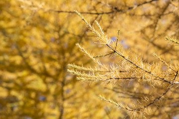 yellow tamarack larch tree in autumn against blue sky