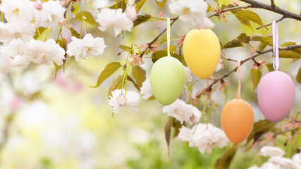 Easter eggs on blooming tree