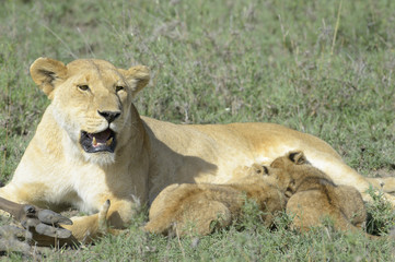 Naklejka na ściany i meble Lion cubs (Panthera leo) drinking from mother on the savanna, Serengeti national park, Tanzania.