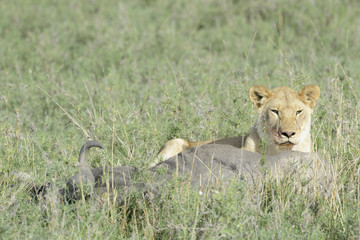 Naklejka na ściany i meble Lioness (Panthera leo) with a just caught wildebeest (Connochaetes taurinus), Serengeti national park, Tanzania.