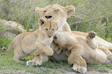 Lion cubs (Panthera leo) playing with mother on the savanna, Serengeti national park, Tanzania.
