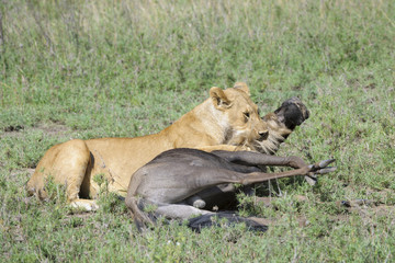 Lioness (Panthera leo) killing a just caught wildebeest (Connochaetes taurinus), Serengeti national park, Tanzania.