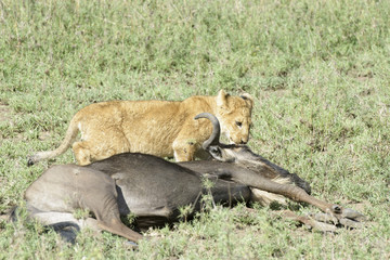 Lion cub (Panthera leo) with a just caught wildebeest (Connochaetes taurinus), Serengeti national park, Tanzania.