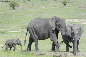 African Elephant (Loxodonta africana) family standing together with a small baby behind at a waterhole, Serengeti national park, Tanzania.