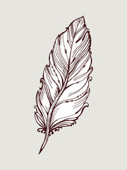 Vector graphic, artistic, stylized image of quill