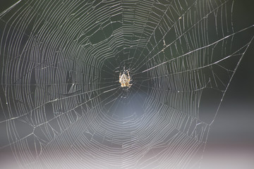 spin in web