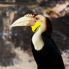Wreathed Hornbill (Aceros Undulatus),Bali - Indonesia