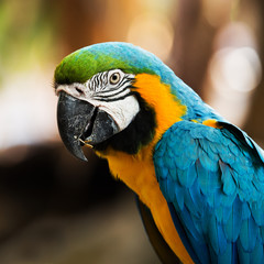 Blue-and-yellow macaw[Ara ararauna] sitting on log