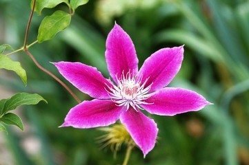 Pink and white single clematis flower on the vine