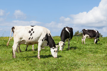 Three black and white holstein dairy cows or cattle grazing in a lush pasture in summer under a blue sky with white clouds