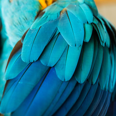 Naklejka premium Beautiful Flight Feathers of a Blue and Gold Macaw