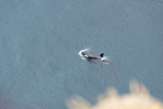Killer Whale near Icelandic coast. Westfjords, Iceland.