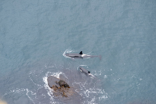 Two Killer Whales by icelandic shore, Westfjords, Iceland.