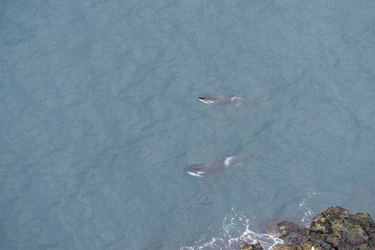 Two Killer Whales by icelandic shore, Westfjords, Iceland.