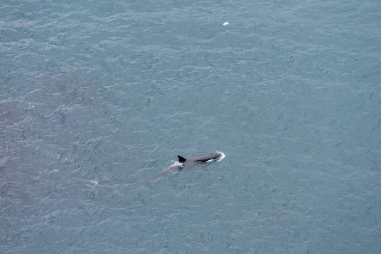 Killer Whale near Icelandic coast. Westfjords, Iceland.
