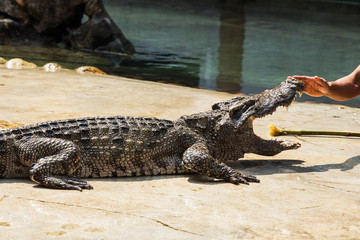 crocodile in thailand
