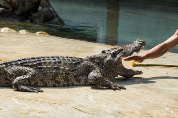 crocodile in thailand