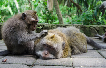 monkey enjoys a massage - stock image.