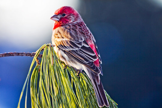 Small Pine Grosbeak bird sits perched on pine needle branch in early morning enjoying the warmth of the sun as sunlight lights up one side.