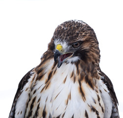 Red-Tailed Hawk