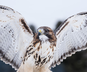 Red-Tailed Hawk