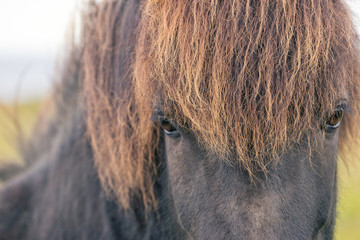 Portrait view of wild Icelandic horse looking at camera.