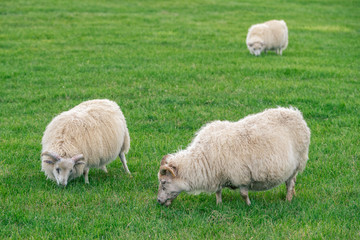 Fototapeta na wymiar Icelandic sheep grazing on a green pasture in Iceland.
