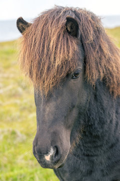 Vertical portrait of wild icelandic pony.