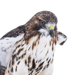 Red-Tailed Hawk
