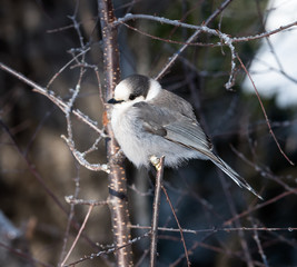 Gray Jay in Winter