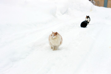 Кот на снегу