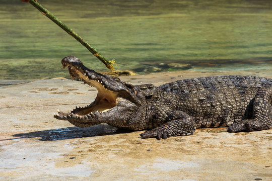 crocodile in thailand