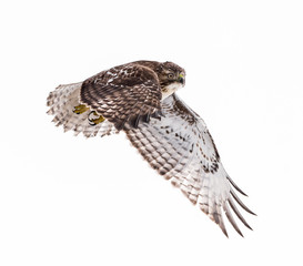 Red-Tailed Hawk in Flight, Isolated