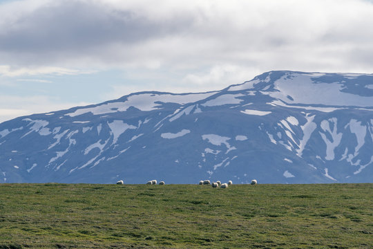 Icelandic sheep grazing in front of high mountaints. Central part of Iceland.