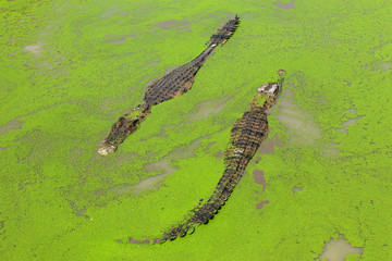 Crocodile