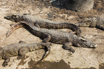 Crocodile
