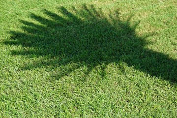 Reflecting shadow of a palm tree in the grass