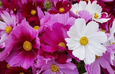 Bunch of mixed colors cosmos flowers in bloom