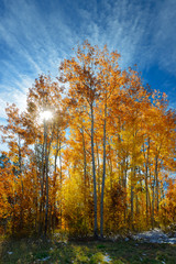 Fototapeta premium Aspen Trees in Winter Park Colorado