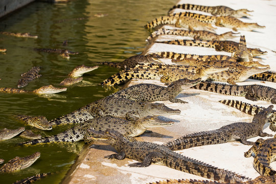 Small crocodiles in crocodile farm