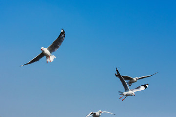 Fototapeta na wymiar flying seagulls in action at Bangpoo Thailand
