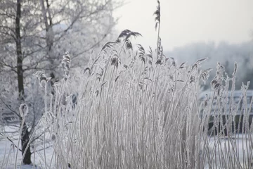 Fotobehang bevroren riet © katinkakrijgsman